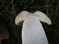 Leccinum duriusculum image