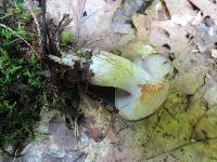 Lyophyllum fuligineum image