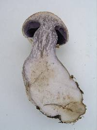 Cortinarius torvus image