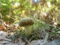 Boletus subtomentosus image