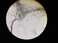 Cordyceps brongniartii image