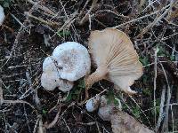 Clitocybe rivulosa image