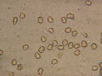 Inocybe stellatospora image