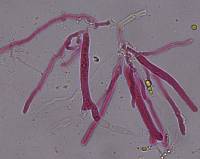Dacrymyces chrysocomus image