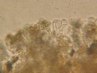 Cortinarius ahsii image