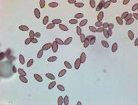 Leratiomyces magnivelaris image