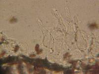 Coprinellus heterosetulosus image