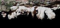 Hydnopolyporus fimbriatus image