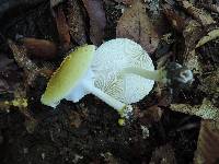 Amanita flavorubens image
