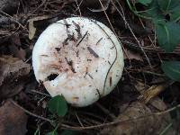 Lactarius controversus image