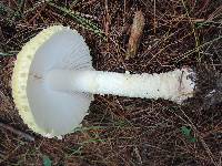 Amanita muscaria f. guessowii image