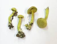 Tricholoma sulphureum image