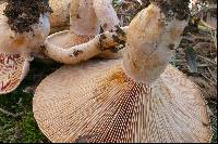 Lactarius sanguifluus image