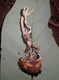 Cordyceps pleuricapitata image
