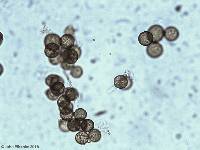 Strobilomyces confusus image