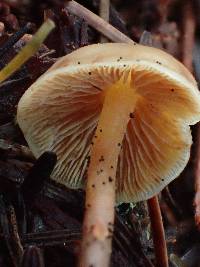 Galerina sideroides image