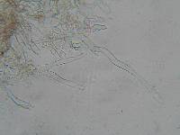Lepiota helveola image