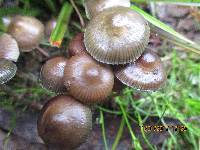 Psilocybe tasmaniana image