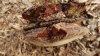 Ganoderma lobatum image