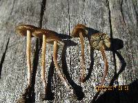 Psilocybe papuana image