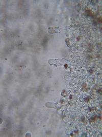 Psathyrella vesiculocystis image
