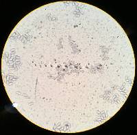 Caulorhiza hygrophoroides image
