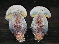 Pulchroboletus rubricitrinus image