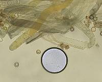 Plicaria endocarpoides image
