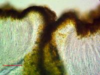 Caloplaca bolacina image