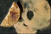 Cortinarius allutus image