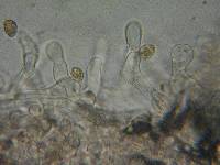 Naucoria alnetorum image