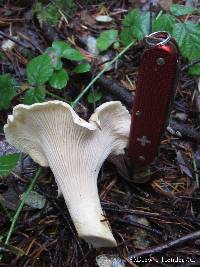 Cantharellus subalbidus image