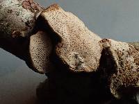 Datronia scutellata image