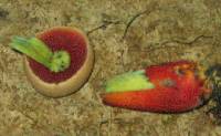 Boletus rhodosanguineus image