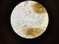 Resinicium bicolor image