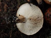 Tricholoma batschii image