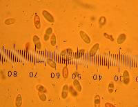 Rhizopogon villosulus image