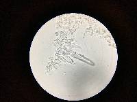 Peniophorella pubera image