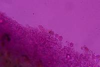 Sebacina epigaea image