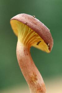 Phylloporus leucomycelinus image