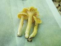 Cantharellus appalachiensis image