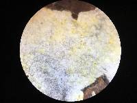 Mycolindtneria leucobryophila image