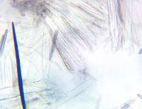 Trichoglossum farlowii image