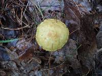 Suillus americanus image