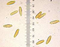 Boletus oliveisporus image