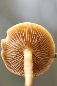 Pholiota alnicola image