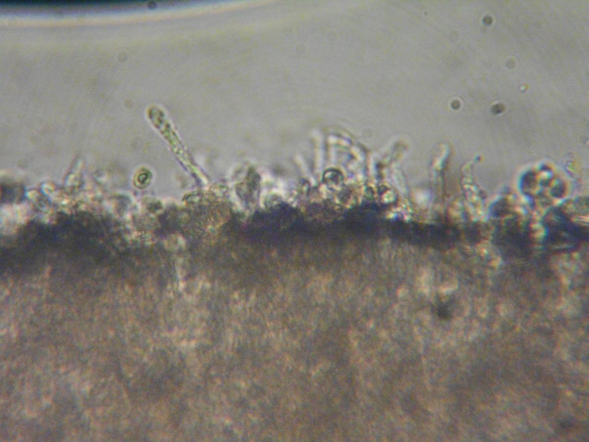 Rhodocybe aureicystidiata image