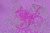 Clitocybe americana image