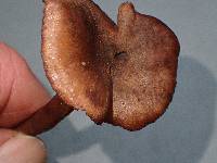 Inocephalus cystomarginatus image