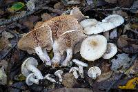 Clitocybe subconnexa image